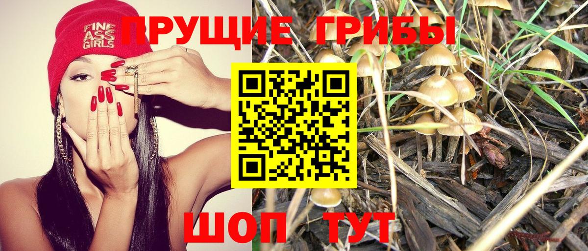 Сунжа  что такое   Вход с VPN  Псилоцибиновые грибы прущие грибы 
